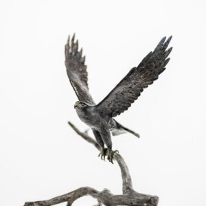 Biophilia_ Sarah Richards - Peregrine Falcon