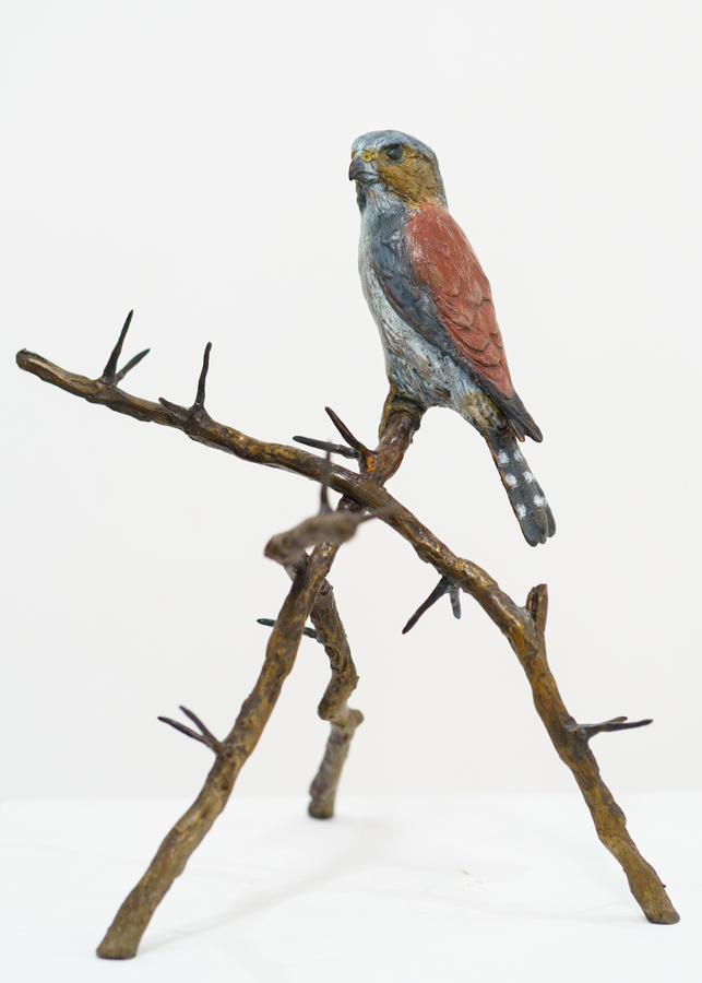 ROOTED_Sarah Richards_Pygmy Falcon on Thorny Branches