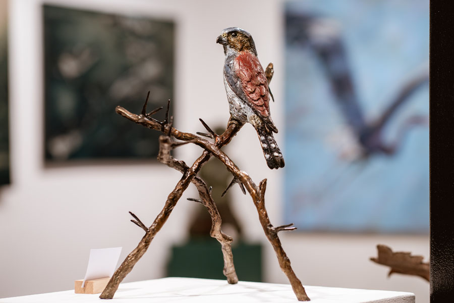 Taking Flight_Sarah Richards_Pygmy Falcon on Thorny Branches