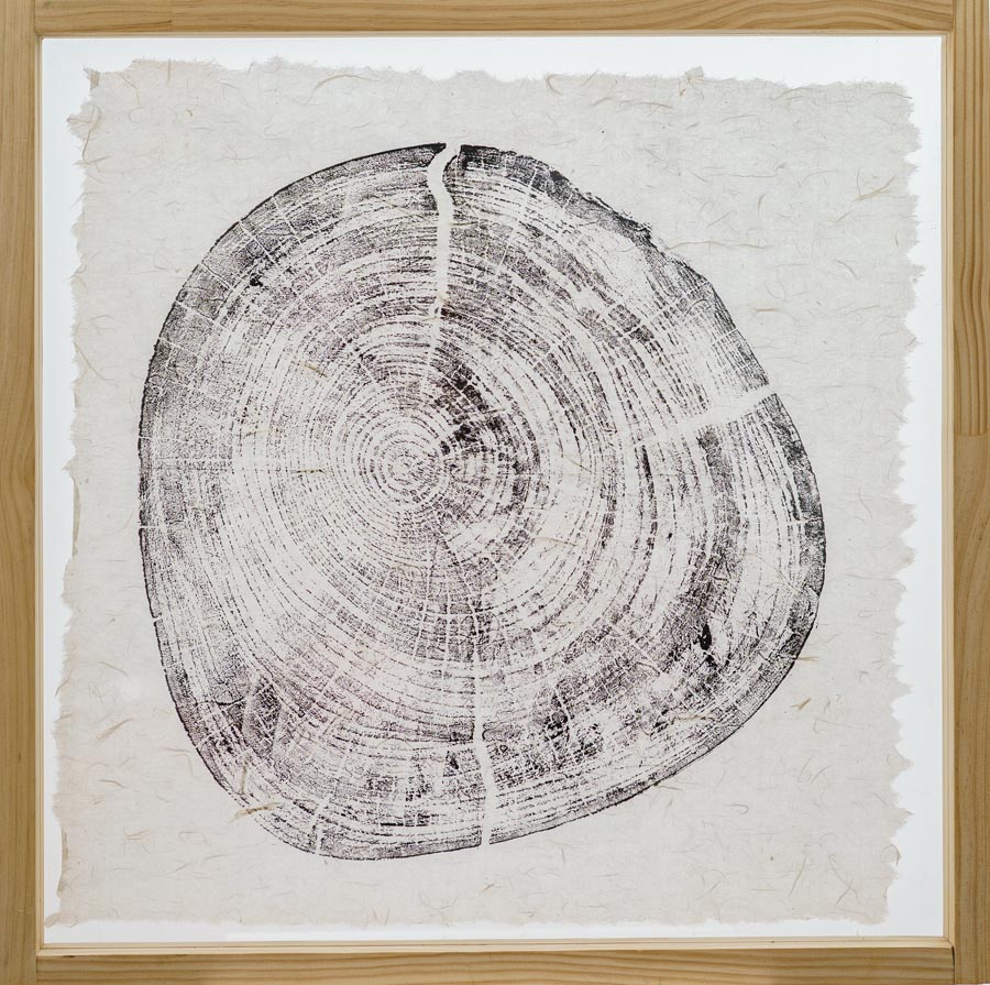 Wabi Sabi_Deborah Ross_Camphor tree